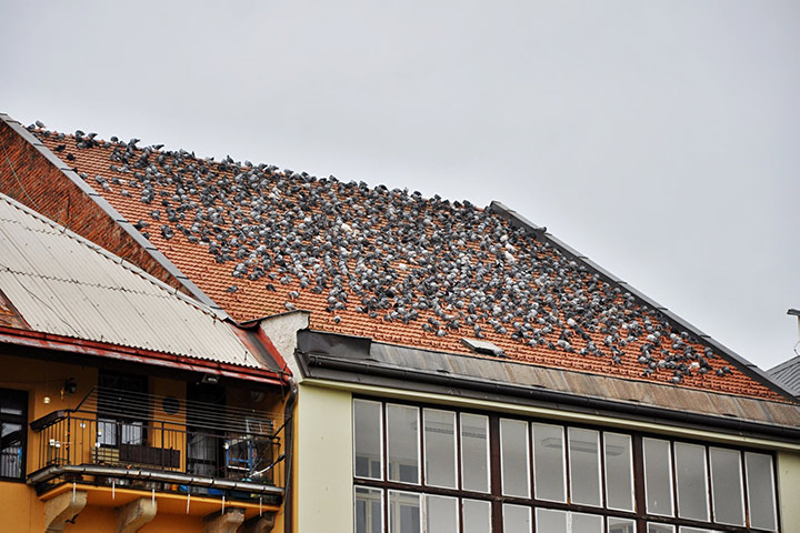 A2B Pest Control are able to install spikes to deter birds from roofs in Stockport. 