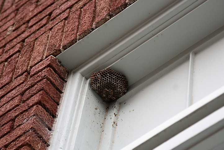 We provide a wasp nest removal service for domestic and commercial properties in Stockport.